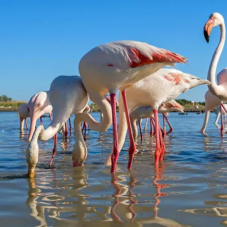 Azureva Du Roi - Port Camargue Le Grau-du-Roi