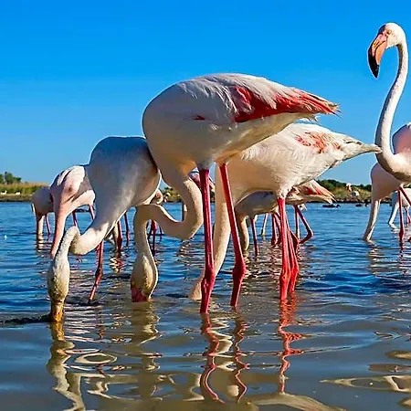 Azureva Du Roi - Port Camargue Aparthotel Le Grau-du-Roi